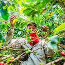 Colombia La Luisa Lychee Co-Fermented